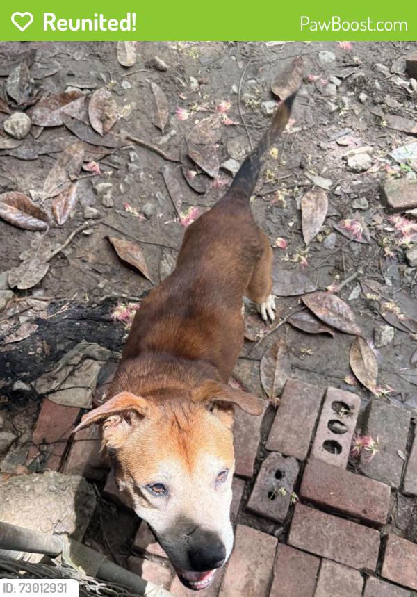 Reunited Male Dog last seen Larchwood RD SW, Atlanta, GA 30310