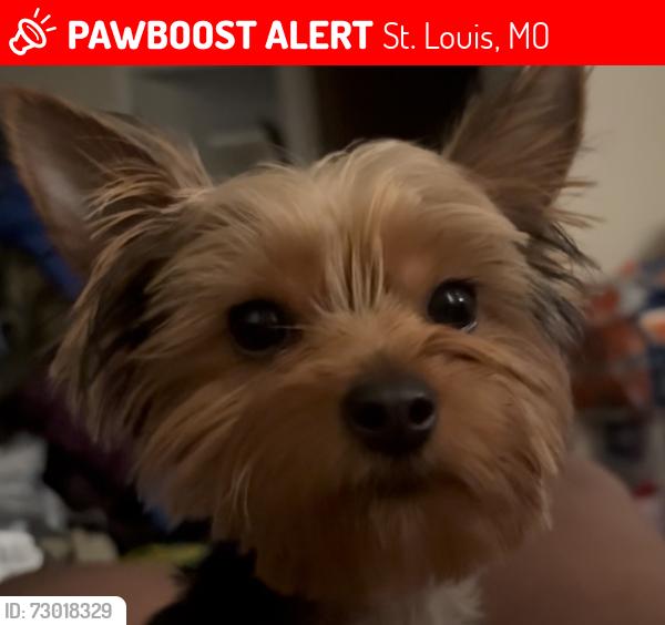 Lost Female Dog last seen Not sure, St. Louis, MO 63139