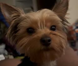 Lost Female Dog last seen Not sure, St. Louis, MO 63139
