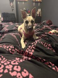 Lost Female Dog last seen Between cesar chavez and Raul Longoria on 496, San Juan, TX 78589