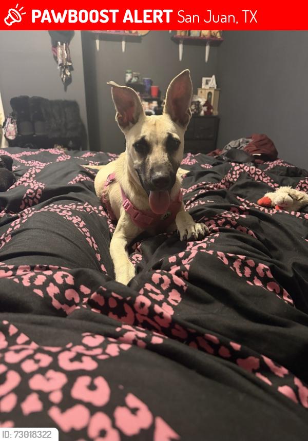 Lost Female Dog last seen Between cesar chavez and Raul Longoria on 496, San Juan, TX 78589