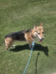 Found/Stray Male Dog last seen TW King, Southlake, TX 76092