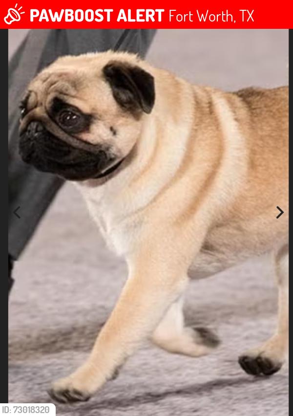 Lost Male Dog last seen Kimbo Rd. & Bonnie Brae Ave. , Fort Worth, TX 76111