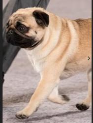 Lost Male Dog last seen Kimbo Rd. & Bonnie Brae Ave. , Fort Worth, TX 76111