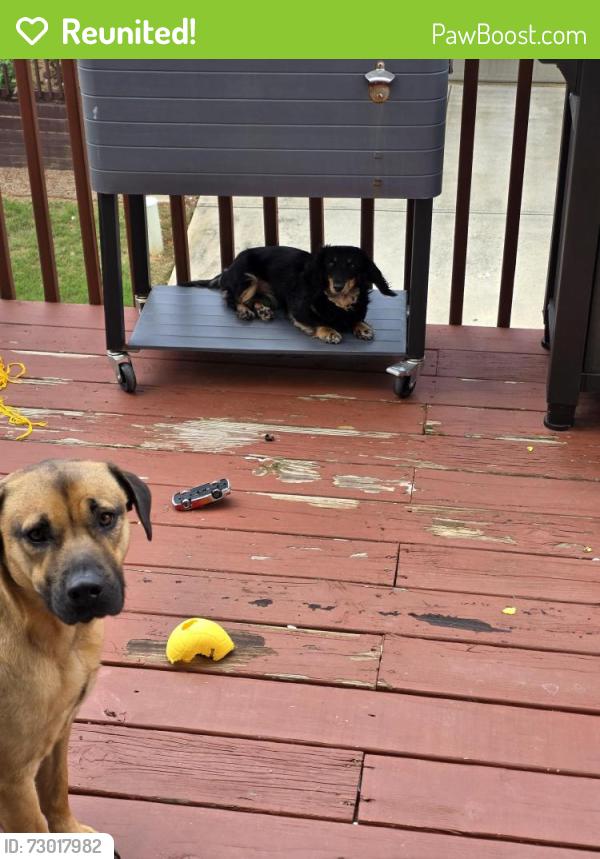 Reunited Female Dog last seen James Creek Subdivision, Cumming, GA 30040