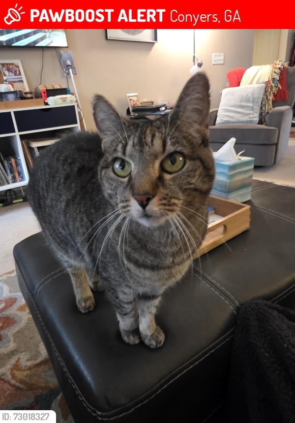 Lost Female Cat last seen Near Hope Dr Conyers GA 30094, Conyers, GA 30094