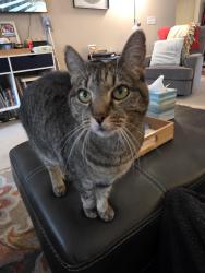 Lost Female Cat last seen Near Hope Dr Conyers GA 30094, Conyers, GA 30094