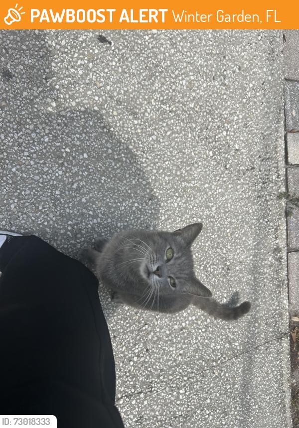 Found/Stray Unknown Cat last seen Plant street Winter garden by the china panda, Winter Garden, FL 34787