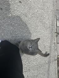 Found/Stray Unknown Cat last seen Plant street Winter garden by the china panda, Winter Garden, FL 34787