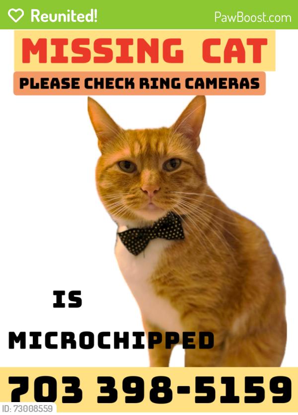 Reunited Male Cat last seen Coverstone dr CROCE COURT, Manassas, VA 20109