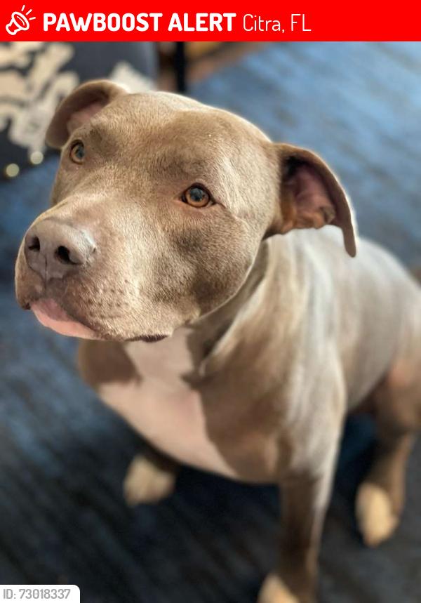 Lost Male Dog last seen Near E Highway 316, Citra, FL 32113