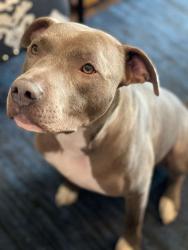 Lost Male Dog last seen Near E Highway 316, Citra, FL 32113