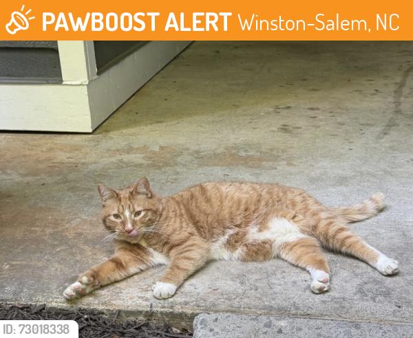 Found/Stray Male Cat last seen Country Club Drive, Winston-Salem, NC 27104