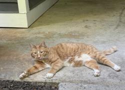 Found/Stray Male Cat last seen Country Club Drive, Winston-Salem, NC 27104