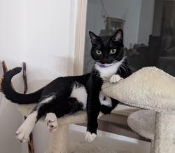 Lost Female Cat last seen Enclave At Prestonwood, Dallas, TX 75248