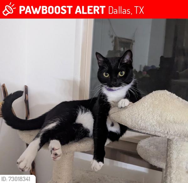 Lost Female Cat last seen Enclave At Prestonwood, Dallas, TX 75248