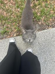 Found/Stray Unknown Cat last seen E plant street by the china panda, Winter Garden, FL 34787