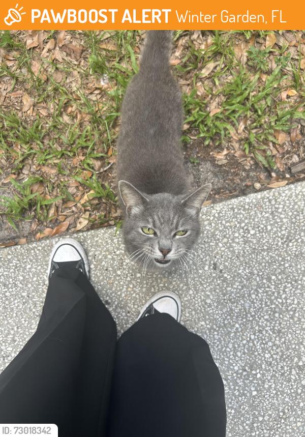 Found/Stray Unknown Cat last seen E plant street by the china panda, Winter Garden, FL 34787