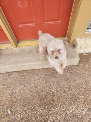 Reunited Male Dog last seen Brentwood Stair, Oak Hill, Fort Worth, TX 76112