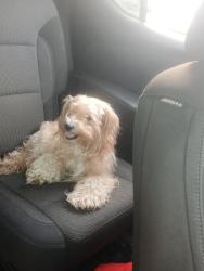 Lost Male Dog last seen Normandy and fouracer also herlong , Jacksonville, FL 32221