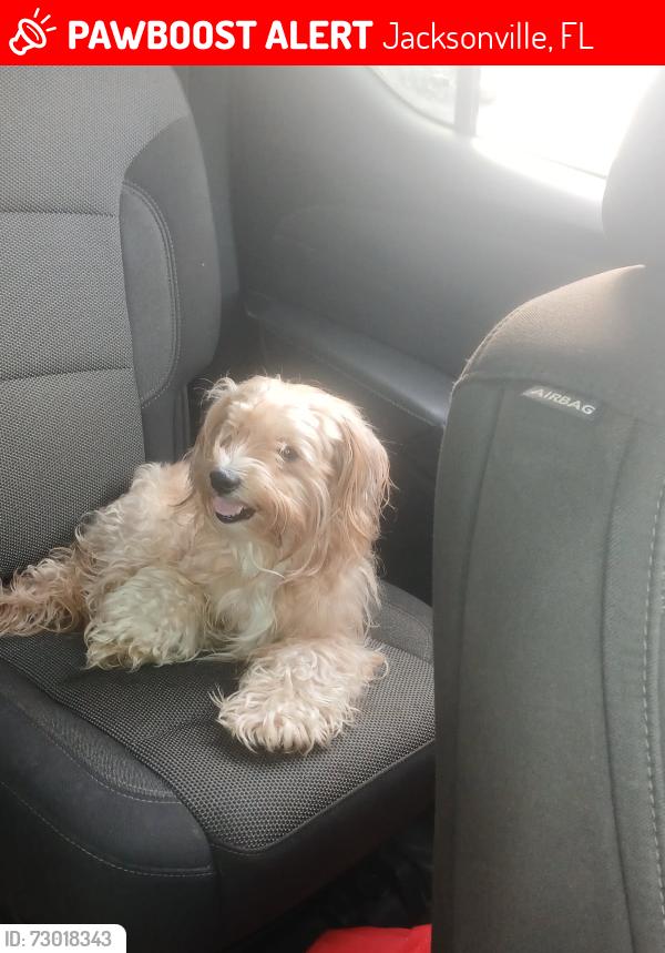 Lost Male Dog last seen Normandy and fouracer also herlong , Jacksonville, FL 32221