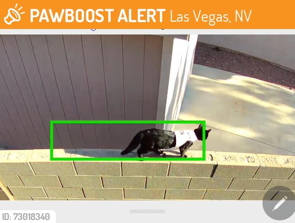 Found/Stray Unknown Cat last seen Cimarron & Sunny Springs Road, Las Vegas, NV 89131