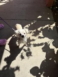 Found/Stray Unknown Dog last seen Near La Honda Ct, Salinas, CA 93905