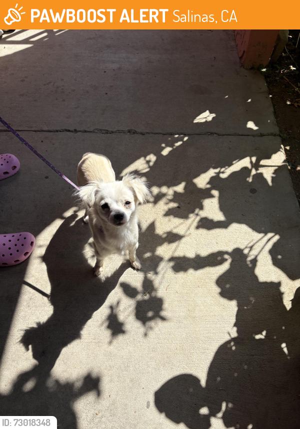 Found/Stray Unknown Dog last seen Near La Honda Ct, Salinas, CA 93905