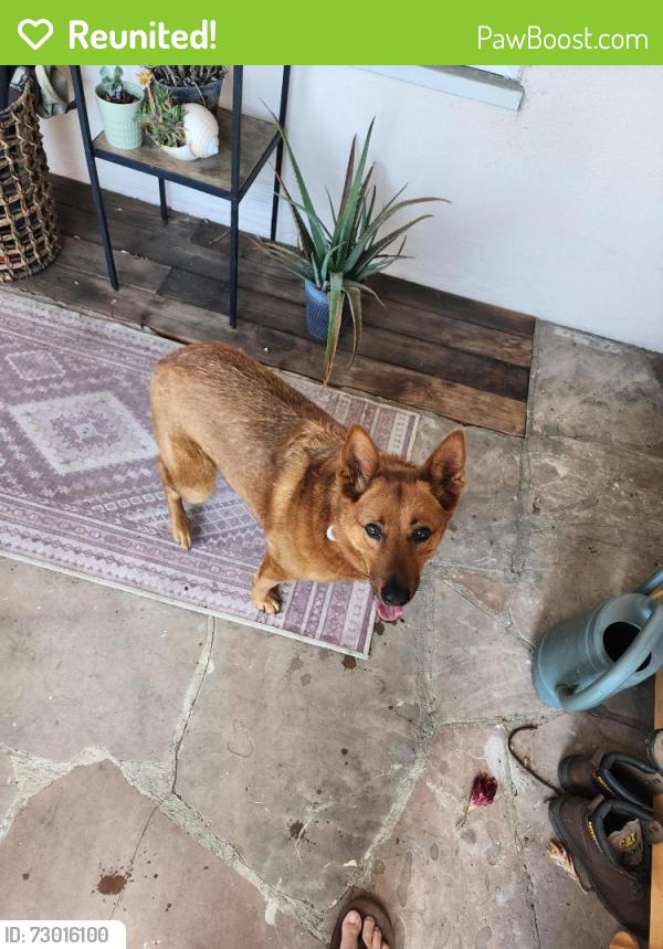 Reunited Female Dog last seen Arlington and Cutting, El Cerrito, El Cerrito, CA 94530