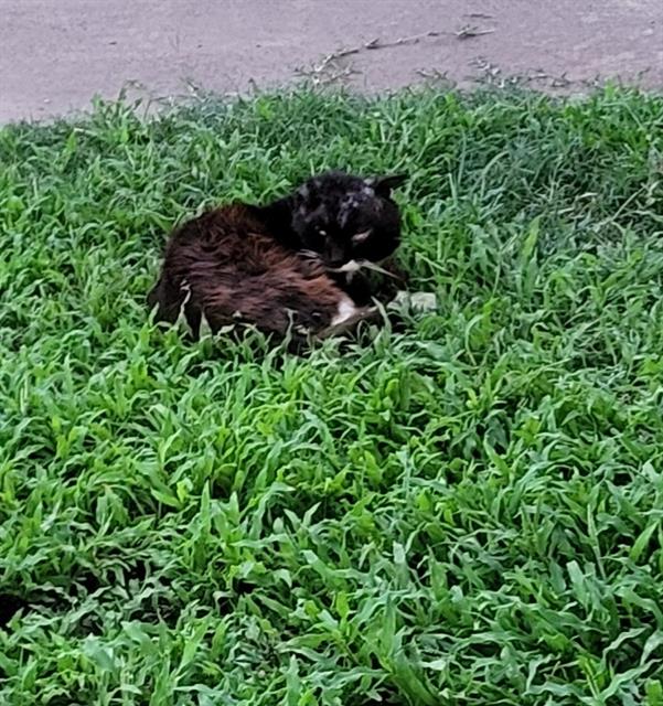 Shelter Stray Unknown Cat last seen Near BLOCK WESTMINSTER, 4710 TX-151, San Antonio, TX 78227, USA