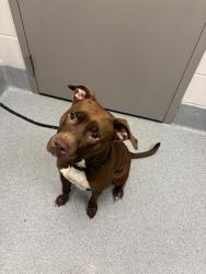 Shelter Stray Female Dog last seen Near, 2600 S Harding St, Indianapolis, IN 46221, USA