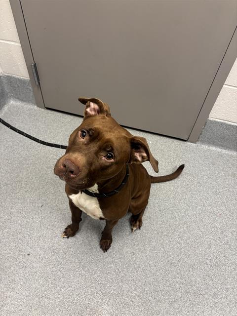 Shelter Stray Female Dog last seen Near, 2600 S Harding St, Indianapolis, IN 46221, USA