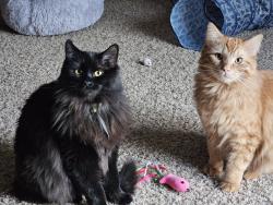 Lost Female Cat last seen Southwest city Library , Green Bay, WI 54304