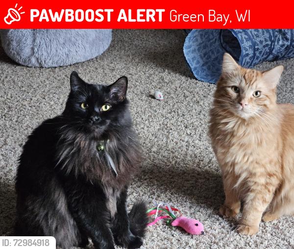Lost Female Cat last seen Southwest city Library, Green Bay, WI 54304
