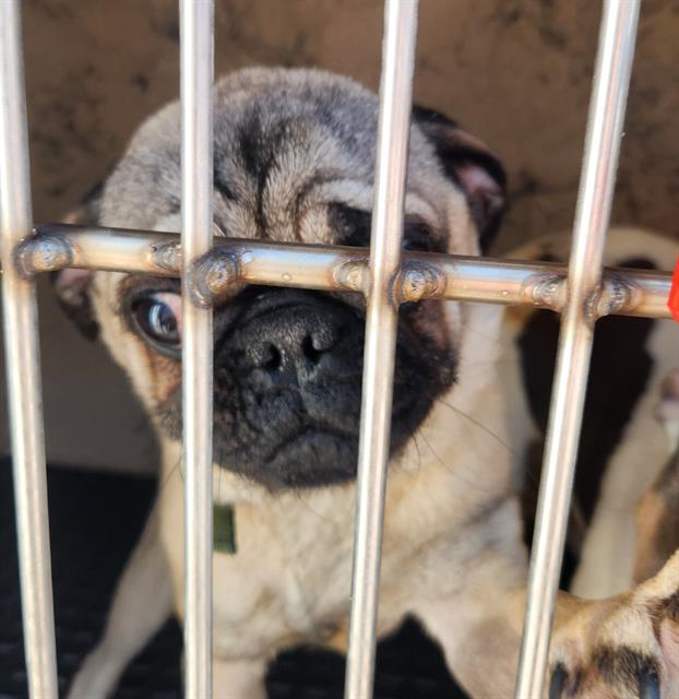 Shelter Stray Male Dog last seen Near BLOCK VAN PATTEN ST, LAS VEGAS NV 89109, 655 N Mojave Rd, Las Vegas, NV 89101, USA