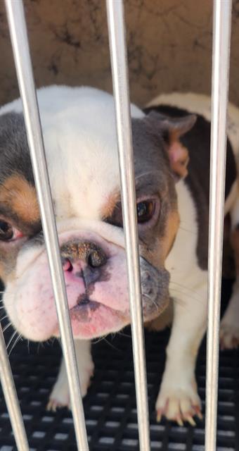 Shelter Stray Male Dog last seen Near BLOCK VAN PATTEN ST, LAS VEGAS NV 89109, 655 N Mojave Rd, Las Vegas, NV 89101, USA