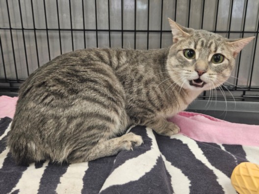 Shelter Stray Female Cat last seen , 14409 Vanowen St, Van Nuys, CA 91405, USA
