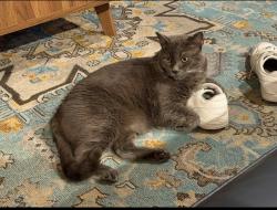 Lost Male Cat last seen Cadencia street , Carlsbad, CA 92009