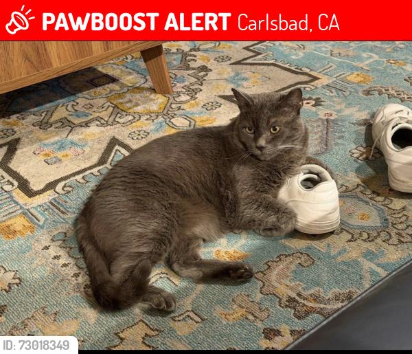 Lost Male Cat last seen Cadencia street , Carlsbad, CA 92009