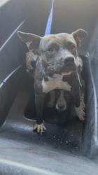 Shelter Stray Female Dog last seen Near BLK HACIENDA DR, BAKERSFIELD, CA, 201 S Mt Vernon Ave, Bakersfield, CA 93307, USA