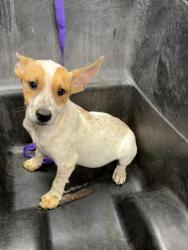 Shelter Stray Female Dog last seen Near BLK HACIENDA DR, BAKERSFIELD, CA, 201 S Mt Vernon Ave, Bakersfield, CA 93307, USA