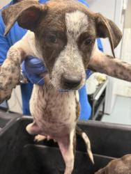 Shelter Stray Male Dog last seen Near BLK HACIENDA DR, BAKERSFIELD, CA, 201 S Mt Vernon Ave, Bakersfield, CA 93307, USA