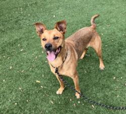 Shelter Stray Male Dog last seen , West Valley Animal Shelter, 20655 Plummer St, Chatsworth, CA 91311, USA