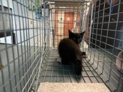 Shelter Stray Male Cat last seen , West Valley Animal Shelter, 20655 Plummer St, Chatsworth, CA 91311, USA