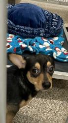 Shelter Stray Male Dog last seen Near BLOCK NORMAN LN, PUEBLO, CO 81005, 4600 Eagleridge Pl, Pueblo, CO 81008, USA