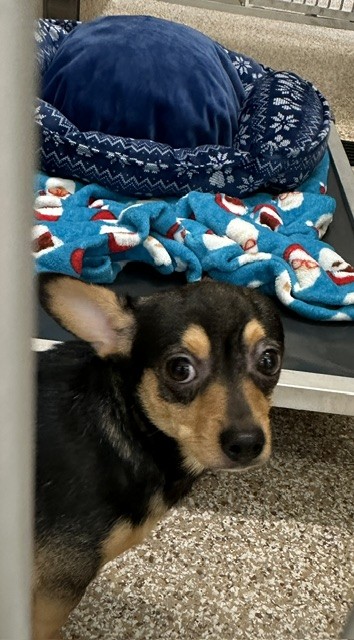 Shelter Stray Male Dog last seen Near BLOCK NORMAN LN, PUEBLO, CO 81005, 4600 Eagleridge Pl, Pueblo, CO 81008, USA