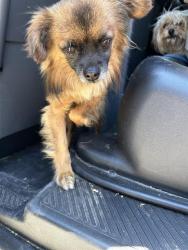 Shelter Stray Male Dog last seen RAMP WAY & FRONT ST, 2127 Front St, Sacramento, CA 95818, USA