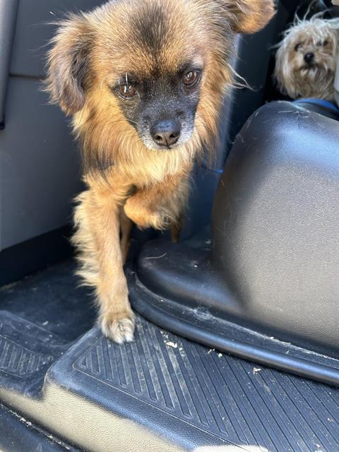 Shelter Stray Male Dog last seen RAMP WAY & FRONT ST, 2127 Front St, Sacramento, CA 95818, USA