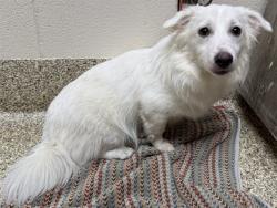 Shelter Stray Male Dog last seen Near BLOCK N CHESTNUT ST, COLORADO SPRINGS CO 80907, 610 Abbot Ln, Colorado Springs, CO 80905, USA