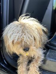 Shelter Stray Female Dog last seen RAMP WAY & FRONT ST, 2127 Front St, Sacramento, CA 95818, USA